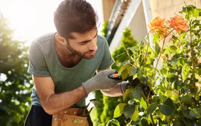 The Ultimate Guide to Sustainable Landscaping